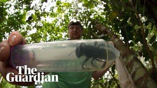 World's largest bee rediscovered in Indonesia