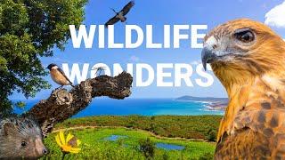 Wildlife wonders