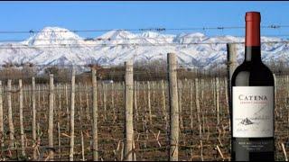 Catena Cabernet Sauvignon