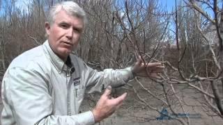 How to Prune Apple vs. Peach Trees