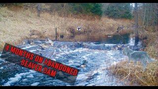 Leaving a Trail Camera at an ABANDONED BEAVER DAM for 4 Months. Heres what happened! Trail Camera