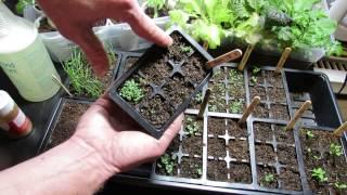 How to Use Cinnamon & Neem Oil on Your Seed Starts: Damping Off Diseases & Fungus Gnats