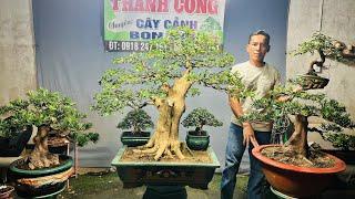 Thành Công 26/11 chào bán Lô Bonsai Đa Dạng từ mini để bàn đến tầm trung  #0918247151