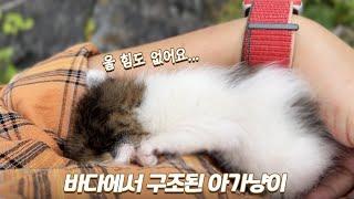 아기고양이 구조부터 육아까지 몰아보기 | 해밤이 스토리 1편