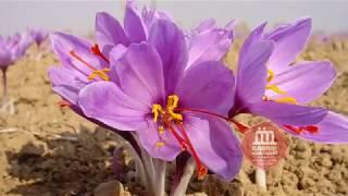 Pure saffron with the best price - Qaenat Saffron