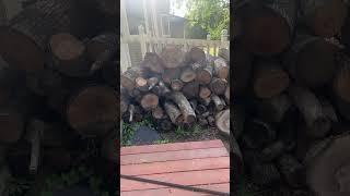 Do this now for free #firewood in the fall #homestead