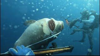 Diving off Sarasota FL on pot holes hunting red grouper