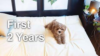 My Cavapoo Puppy - First 2 Years Expenses | Development | Medical I Training