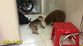 Baby Monkey Shin Won Eat fresh bread with Dog Chichi and Father | Cute animal videos