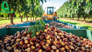 French Farmers Harvest Millions of CHESTNUTS | Processing, Flour and Chestnut Candies