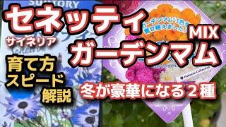 【セネッティ/サイネリア】【ガーデンマム】育て方・真冬に夏のようなお花・植付け・注意事項