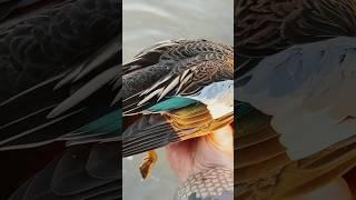 Cinnamon teal duck hunting