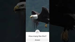 Can an eagle swallow a fish while flying_ @bird @eagle @gina