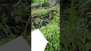 vente des hectares à kisantu à 1h30 de Kinshasa (3)