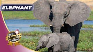 Elephant -  One Of The Most Intelligent Animals | World Animals Hub