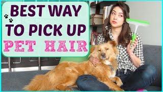 CLEANING HACK: Most Efficient Way To Pick Up Pet Hair From Your Couch