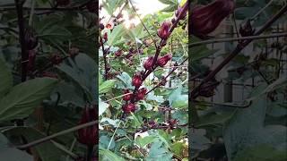 The Amazing Health Benefits of Roselle Hibiscus #shorts
