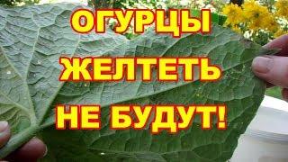 Безопасное ,но очень эффективное средство  от болезней и вредителей на огурцах