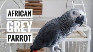 Meet the African Grey Parrot | A Genius in Feathers!