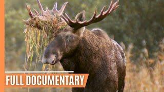 Nature's Haven -  Moose Life in Matsalu National Park | Full Documentary