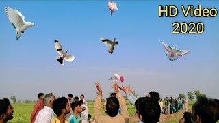 kabootar bazi tournament 2020 | tournament in Punjab of faisalabad[faisalabad pigeon]