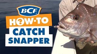 How to catch Snapper - Fishing - BCF