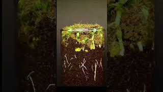 How a Pea Grows – Watch It Sprout Before Your Eyes! #PeaSprouting #PlantGrowth #SeedToSprout