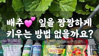 배추 잎을 짱짱하게 키우는 방법 없을까요?(답글)