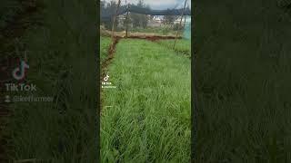 How to obtain a good germination on Onion Nursery #onion #farming