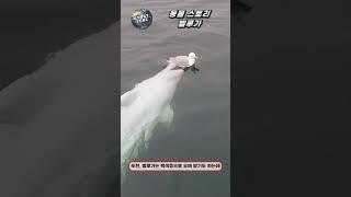 과거에는 공포의 대상이었던 동물 벨루가