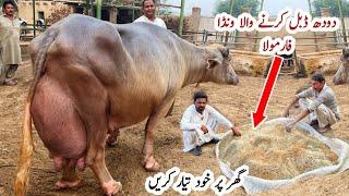 Cow Buffalo ka Milk / doodh increase krny badhane ka Wanda Formulla for high Milking #cow #buffalo