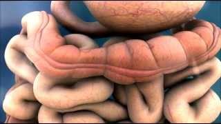 3D Medical Animation - Peristalsis in Large Intestine/Bowel || ABP ©