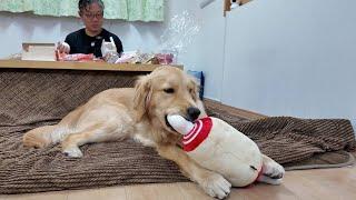 Name: Golden Retriever Japan