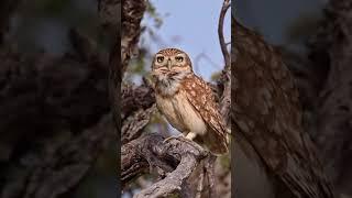 Nature’s stare-down champion  #owl  #shortsfeed #shortfeed #shorts