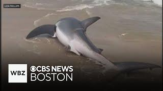 Video shows beachgoers rescuing stranded great white shark on Nantucket