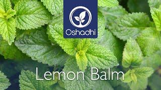 Lemon Balm (Melissa officinalis) | Essential-Oil-Plant Portrait by Dr. Malte Hozzel