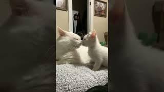 Funny Pet Videos  The V Channel #thevcontent #thevchannel #pet