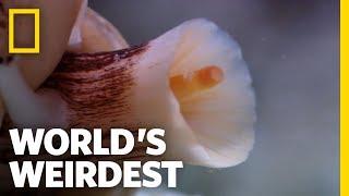 The Deadly Cone Snail | World's Weirdest