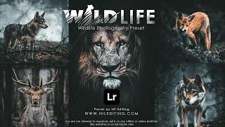 Free Lightroom Presets DNG XMP Download | Wildlife Photography Preset Mobile Lightroom Tutorial