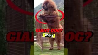 Top 5 Most Expensive Dog Breeds #shorts #viralshorts #facts #dog #animals