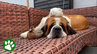 Farm Animals Climbing On St Bernard