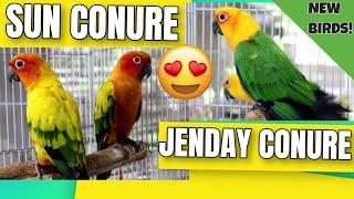 SUN CONURE vs JENDAY CONURE - Birthday Birds