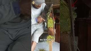 잎을 잘게 썰어내는 이유?