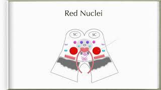 Neuroanatomy with Chimmalgi