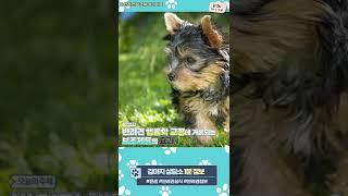 강아지 행동학 보조제 소개