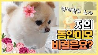 강아지 건강하게 관리하는 방법 공유해요 / 포메라니안 곰돌이컷 뽀송뽀송