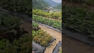 넘 더운날 울 채소들도 잘 자라네  #쏜살 #주말농장 #건강한먹거리