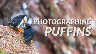 An Afternoon Photographing Puffins in Scotland 