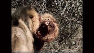 Brutal & Vicious Male Lions Fight for Lioness | Tough to watch | Tswalu Males