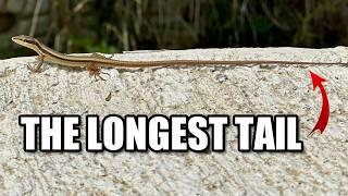 Grass Lizard Facts: a LONG TAILED Lizard  Animal Fact Files